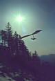 Drachenflieger bei Loffenau